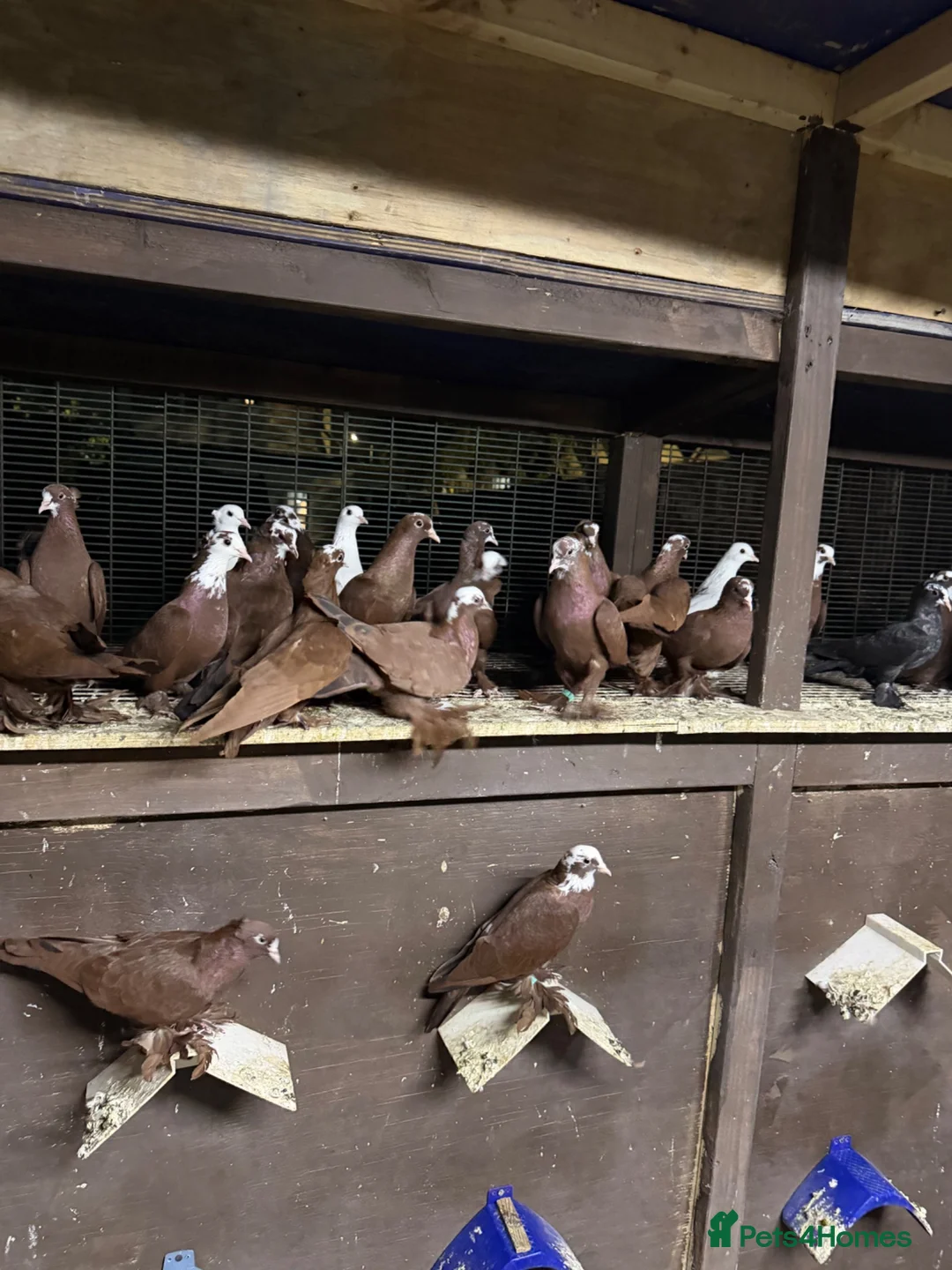 Pigeons birds for sale: Iraqi pigeons for sell  - Advert 5