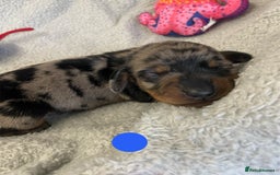 Miniature Dachshund dogs for sale: Miniature Dachshund Smooth Puppies KC Reg - Image 4