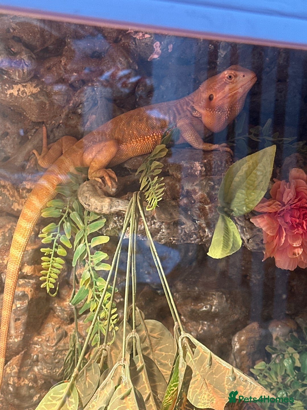 Bearded Dragon reptiles for sale: One year-old female bearded dragon - Image 2