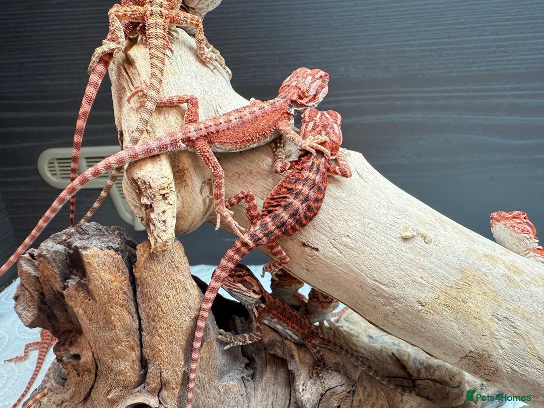 Bearded Dragon reptiles for sale: Red Monster x Spanish Red baby Bearded Dragons - Image 3