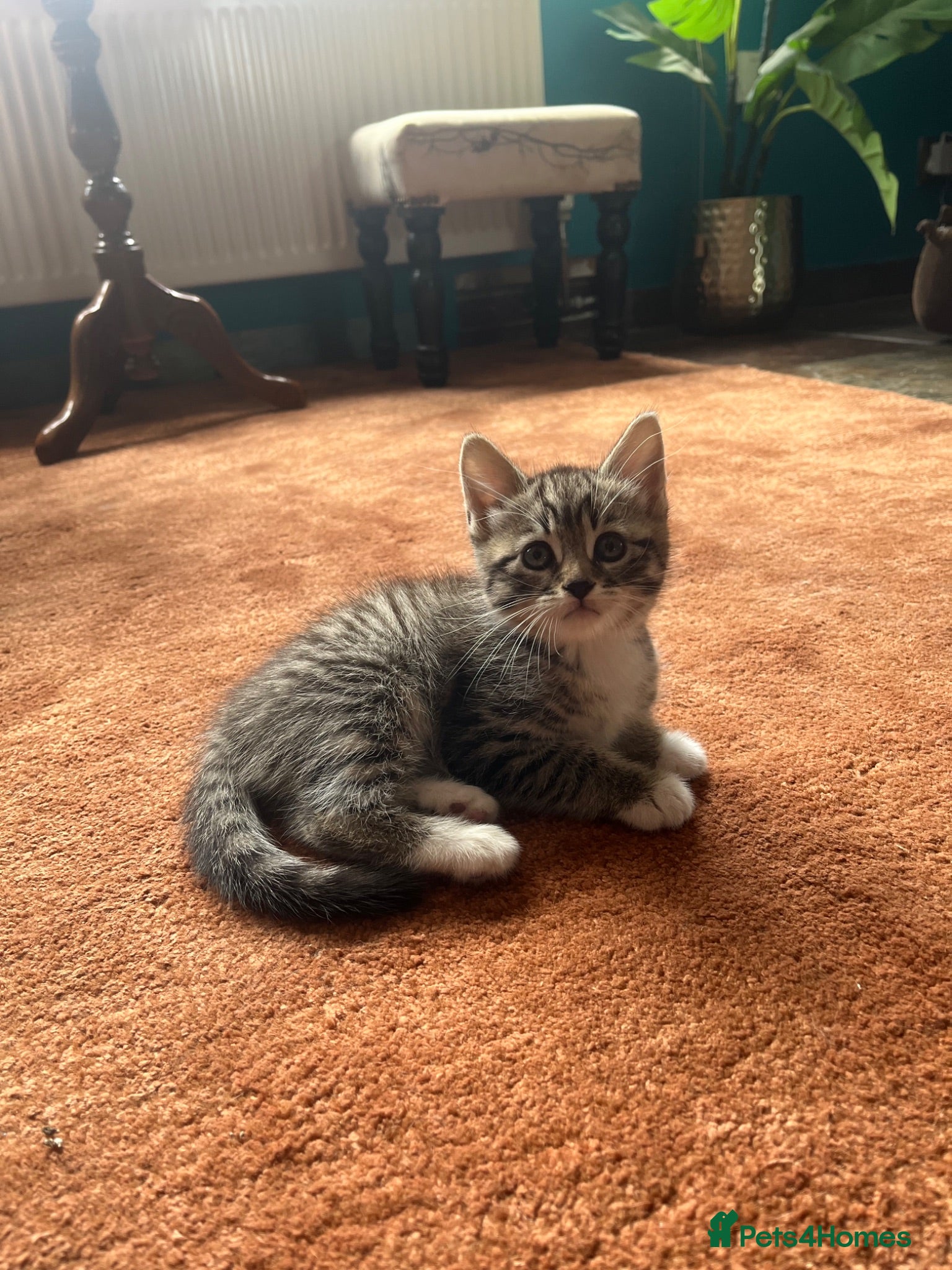 Pixie Bob cats Pixie Bob kittens - Polydactyl and non polydactyl - Advert 2