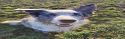 Mixed Breed dogs for sale: Malinios x Collie  in Barnoldswick - Advert 5