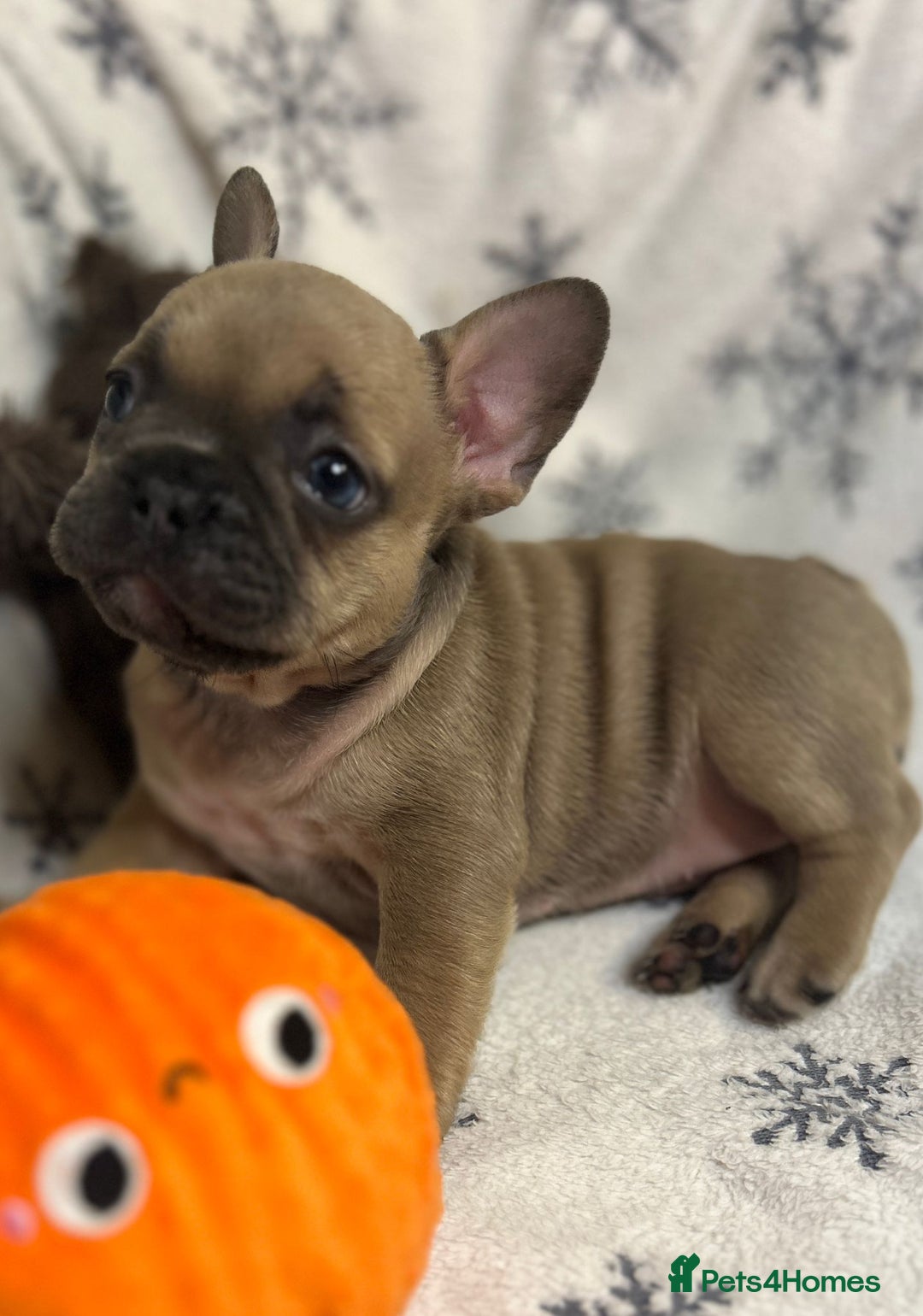 French Bulldog dogs for sale: Gorgeous French Bulldog Puppies - Advert 6