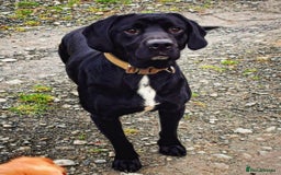 Springador dogs for sale: STUNNING SPRINGADOR PUPPIES  - Image 38