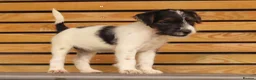 Parson Russell dogs for sale: Quality Parsons Russell Terrier Puppies - Advert 21