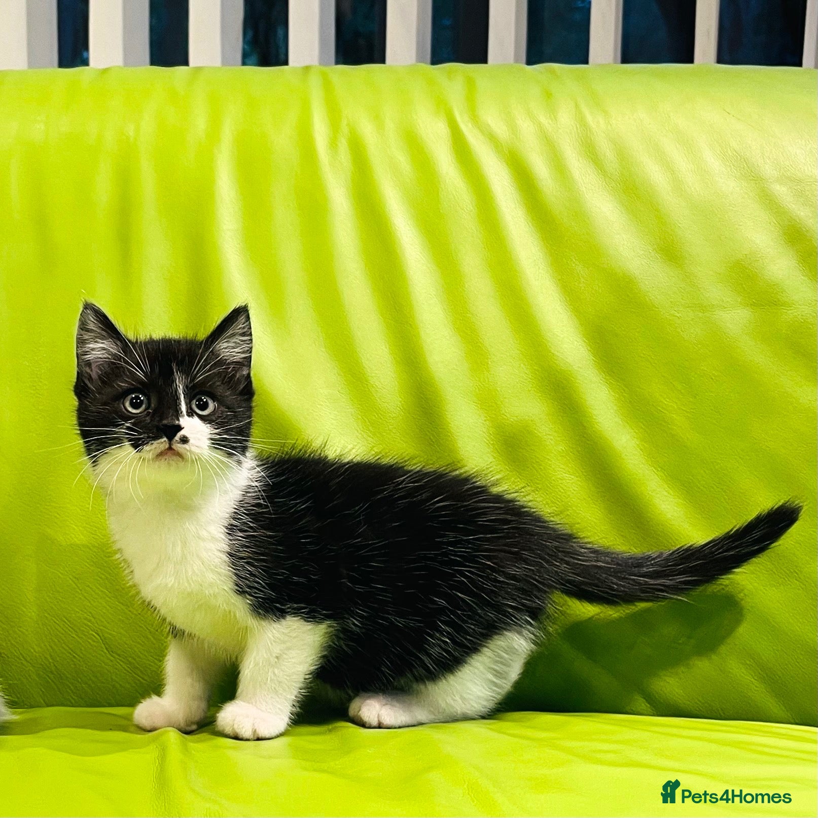 Mixed Breed cats for sale: Kittens for sale ,mixed breed, wonderful behaviour - Advert 4