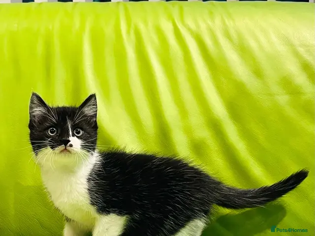 Mixed Breed cats for sale: Kittens for sale ,mixed breed, wonderful behaviour - Advert 4