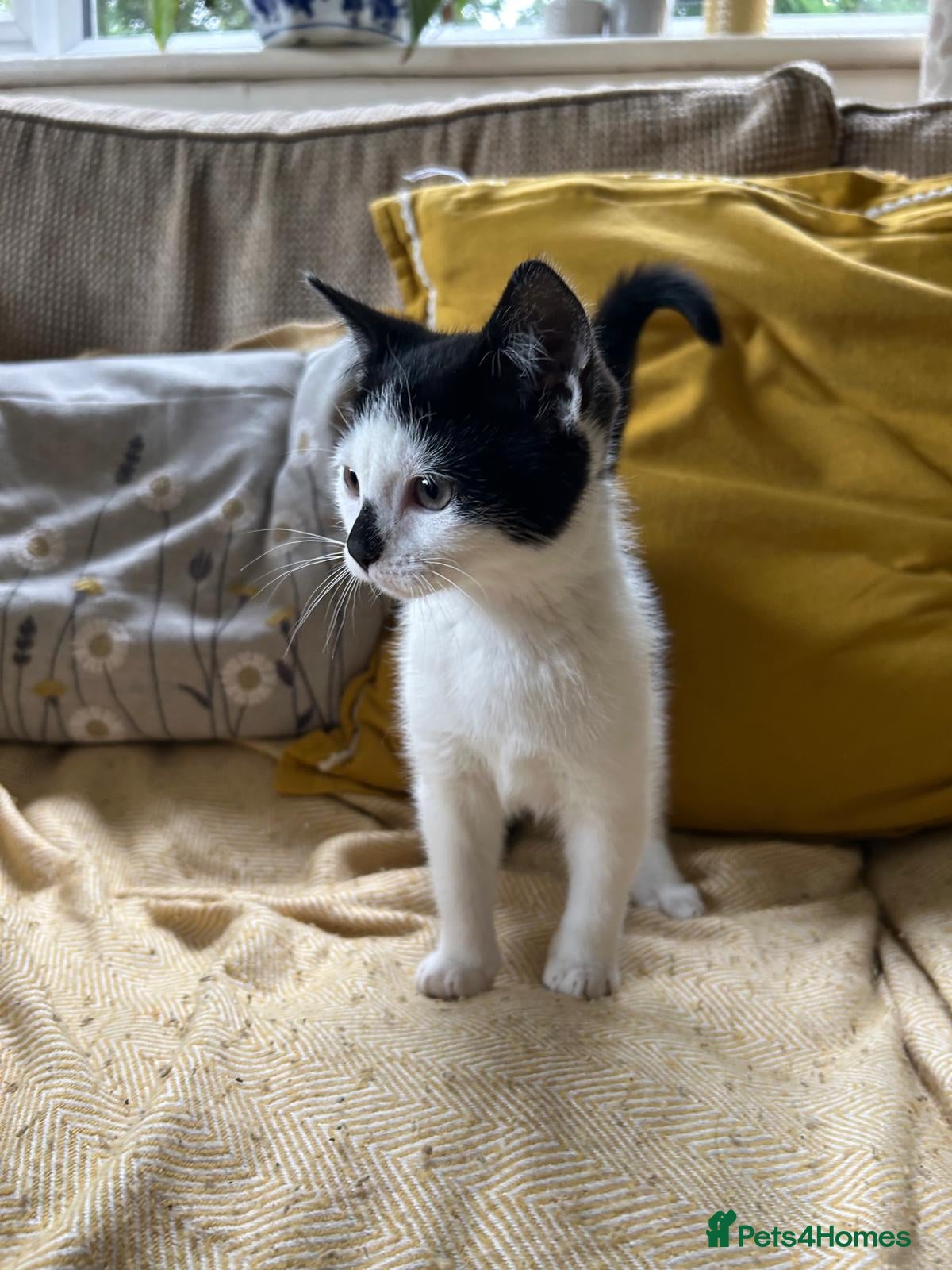 Mixed Breed cats Gorgeous black and white male kitten  - Advert 1