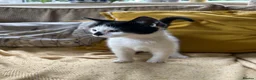 Mixed Breed cats for sale: Gorgeous black and white male kitten  - Advert 1