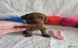 Goldendoodle dogs for sale: 👑Superb Rare Toy/Mini Deepest Red Goldendoodles👑 - Image 30