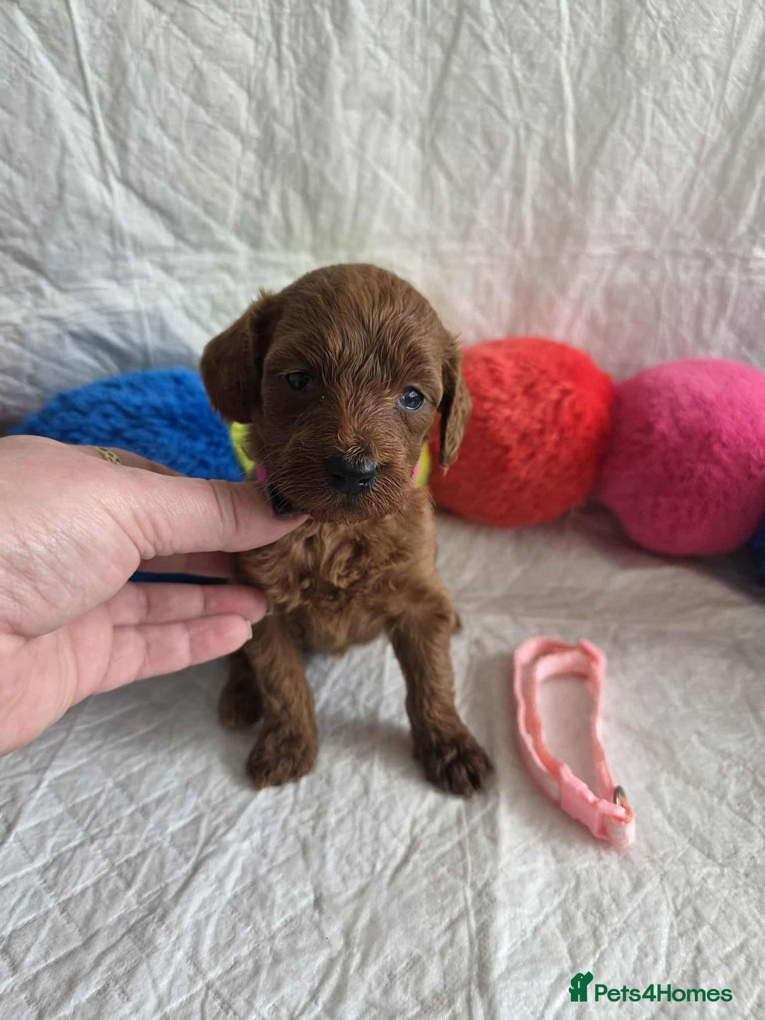 Goldendoodle dogs for sale: 👑Superb Rare Toy/Mini Deepest Red Goldendoodles👑 - Image 30