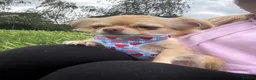 Chihuahua dogs for sale: Chihuahua for sale  - Advert 4