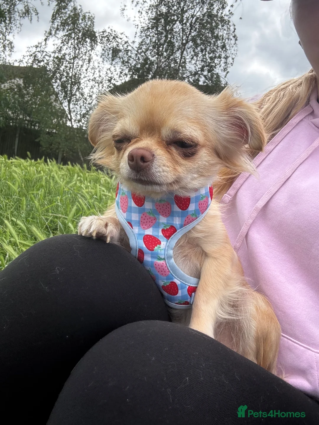 Chihuahua dogs for sale: Chihuahua for sale  - Advert 4