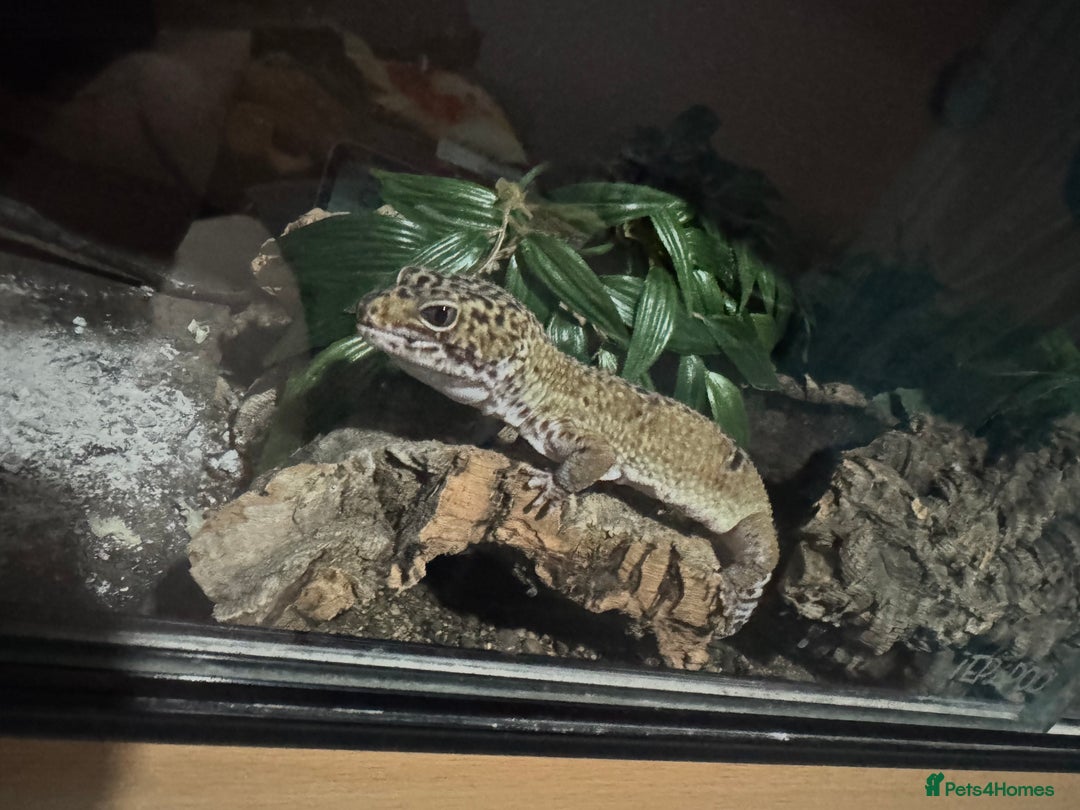 Leopard Gecko reptiles for sale: Pebbles - male leopard gecko - Advert 3