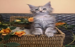 Maine Coon cats for sale: Maine Coon Kittens Parents Tica Reg& Health tested - Image 23