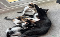 Domestic Shorthair cats for sale: Kittens - Image 10