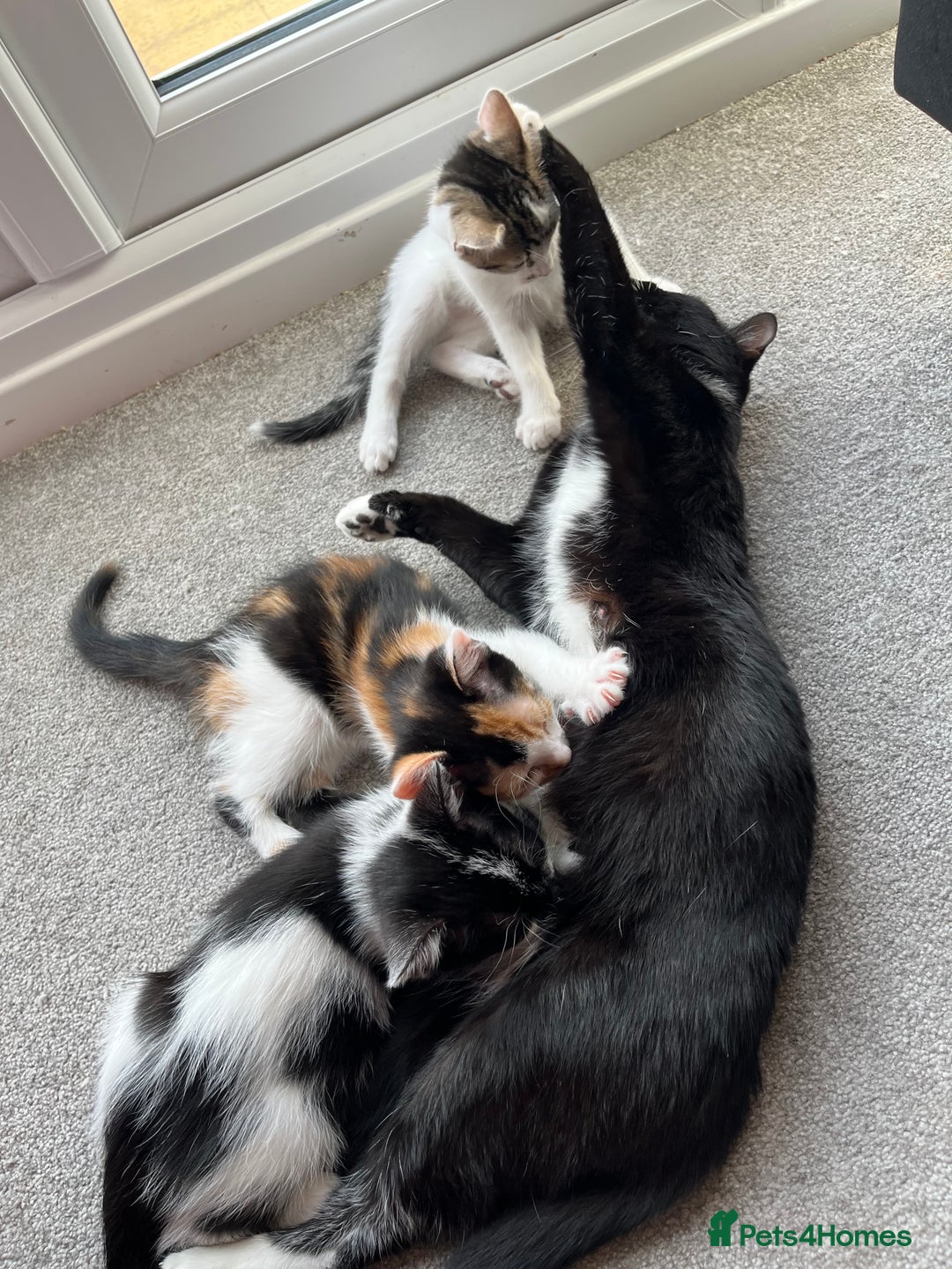 Domestic Shorthair cats for sale: Kittens - Image 10