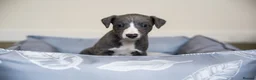 Whippet dogs for sale: KC Reg Whippet Pups-Heart Tested Clear Parents - Advert 30