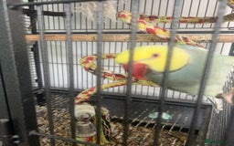Ringnecks birds for sale: Ring neck parrot for rehome  - Image 2