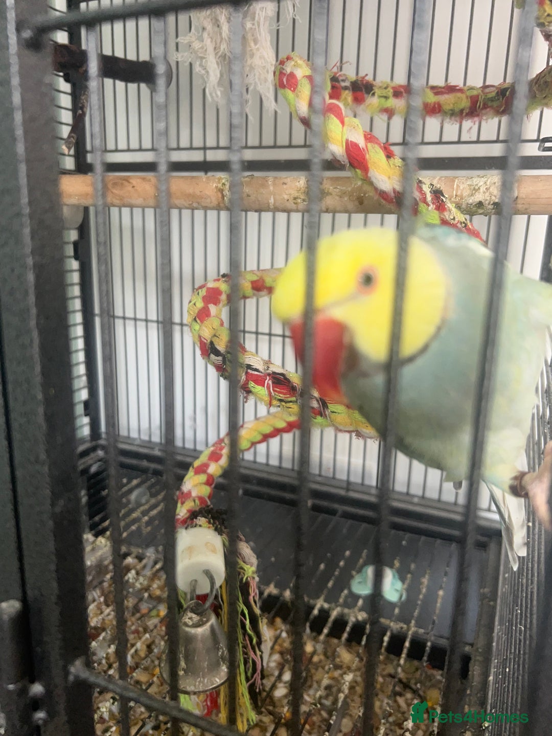 Ringnecks birds for sale: Ring neck parrot for rehome  - Image 2