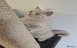 British Shorthair cats for sale: 2 Beautiful British Short Hair kittens - Image 5
