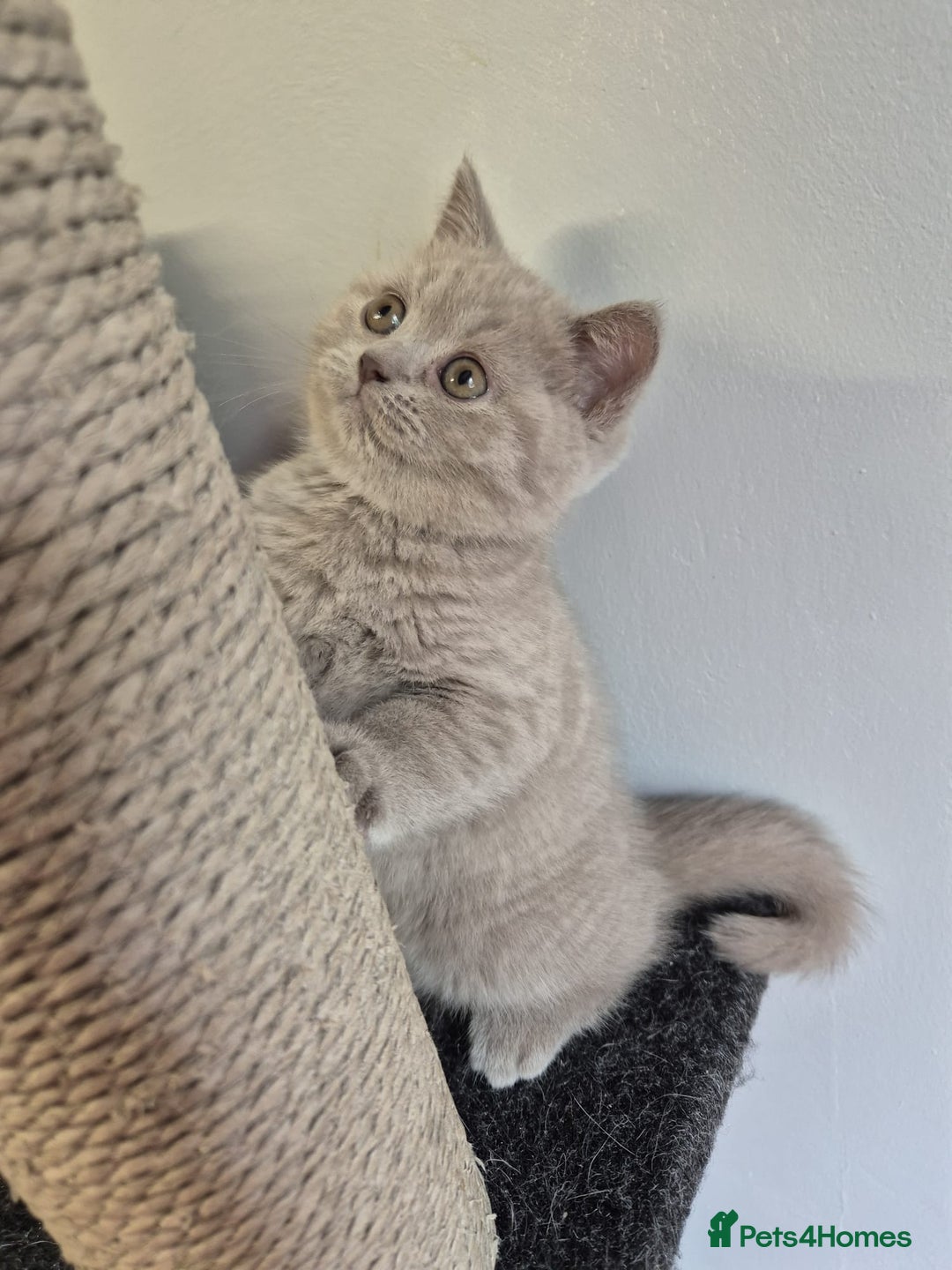 British Shorthair cats for sale: 2 Beautiful British Short Hair kittens - Image 5