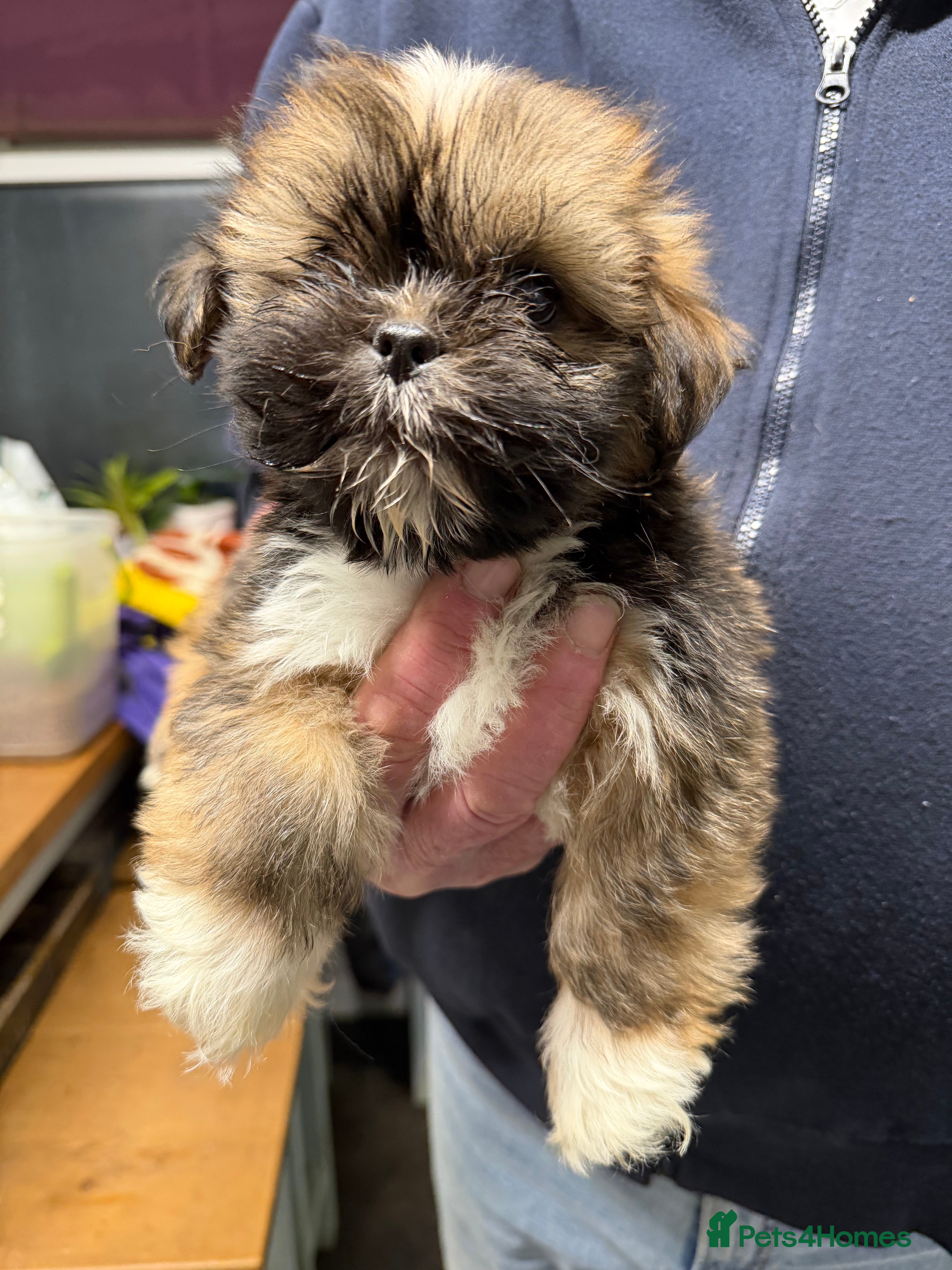 Lhasa Apso dogs Lhasa Apso male Puppies - Advert 1