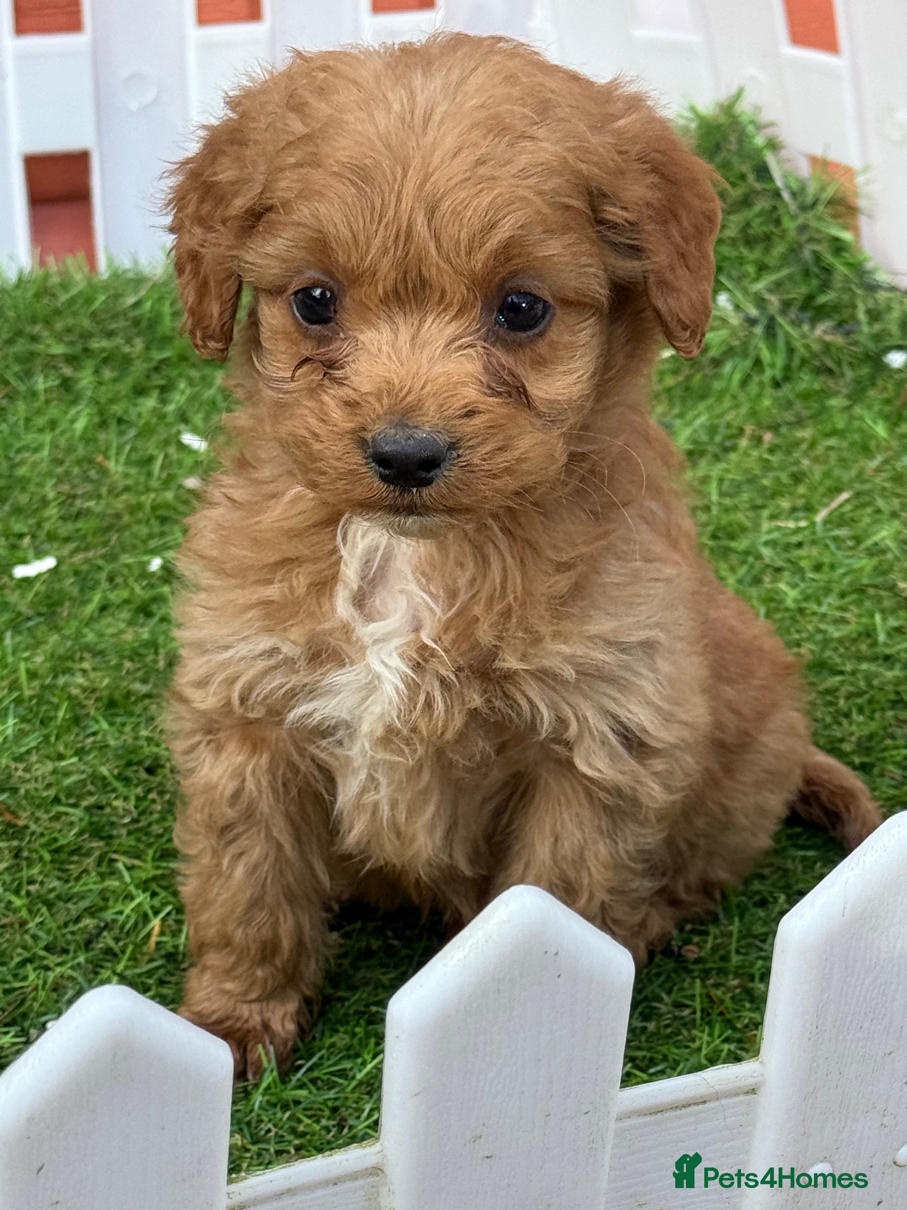 Cockapoo dogs Stunning Toy Cockapoo pups- health tested - Advert 10