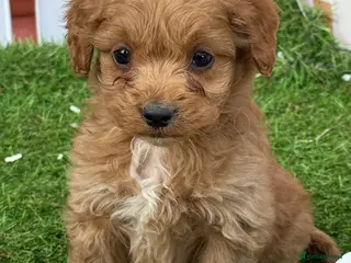 Cockapoo dogs Stunning Toy Cockapoo pups- health tested - Advert 10