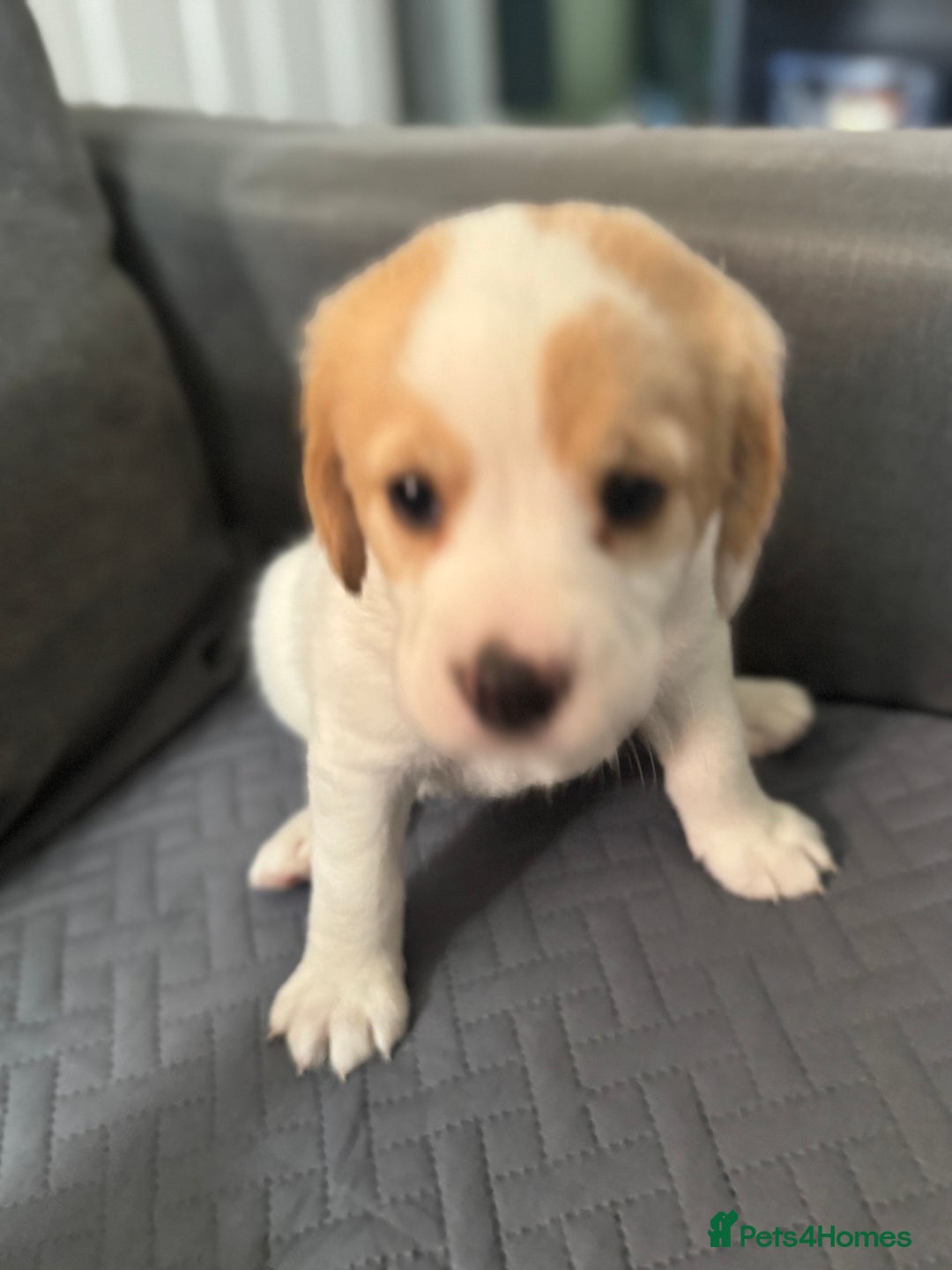 Mixed Breed dogs for sale: 7 gorgeous Cockalier puppies for sale  - Image 3