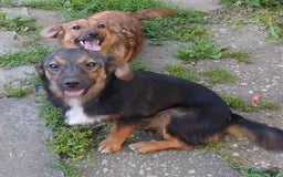 Mixed Breed dogs for adoption: Chilli - Norwich Norfolk  - Image 8