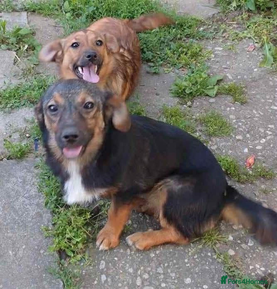 Mixed Breed dogs for adoption: Chilli - Norwich Norfolk  - Image 8