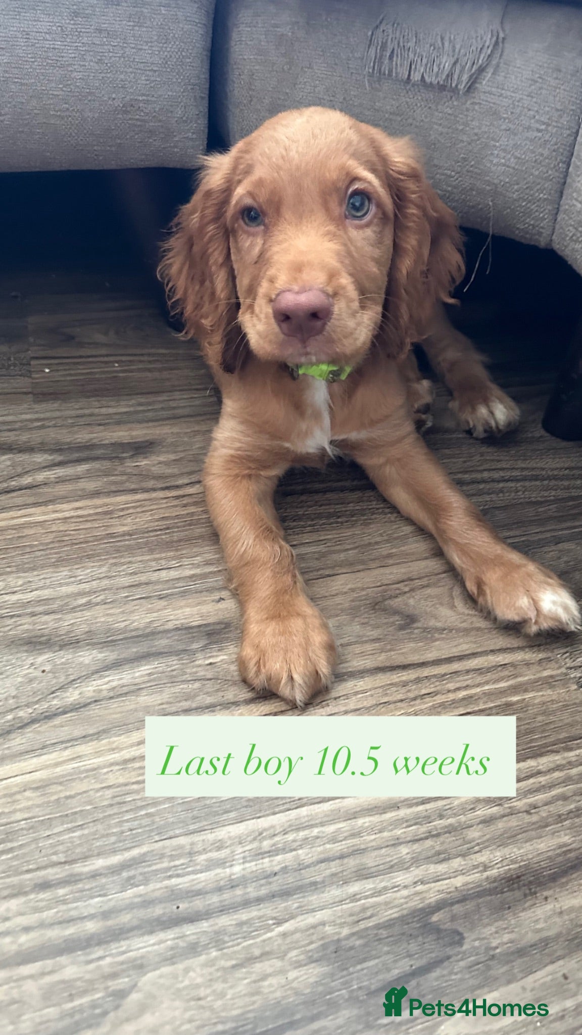 Cocker Spaniel dogs top class red cockers 1 boy left mr green - Advert 1