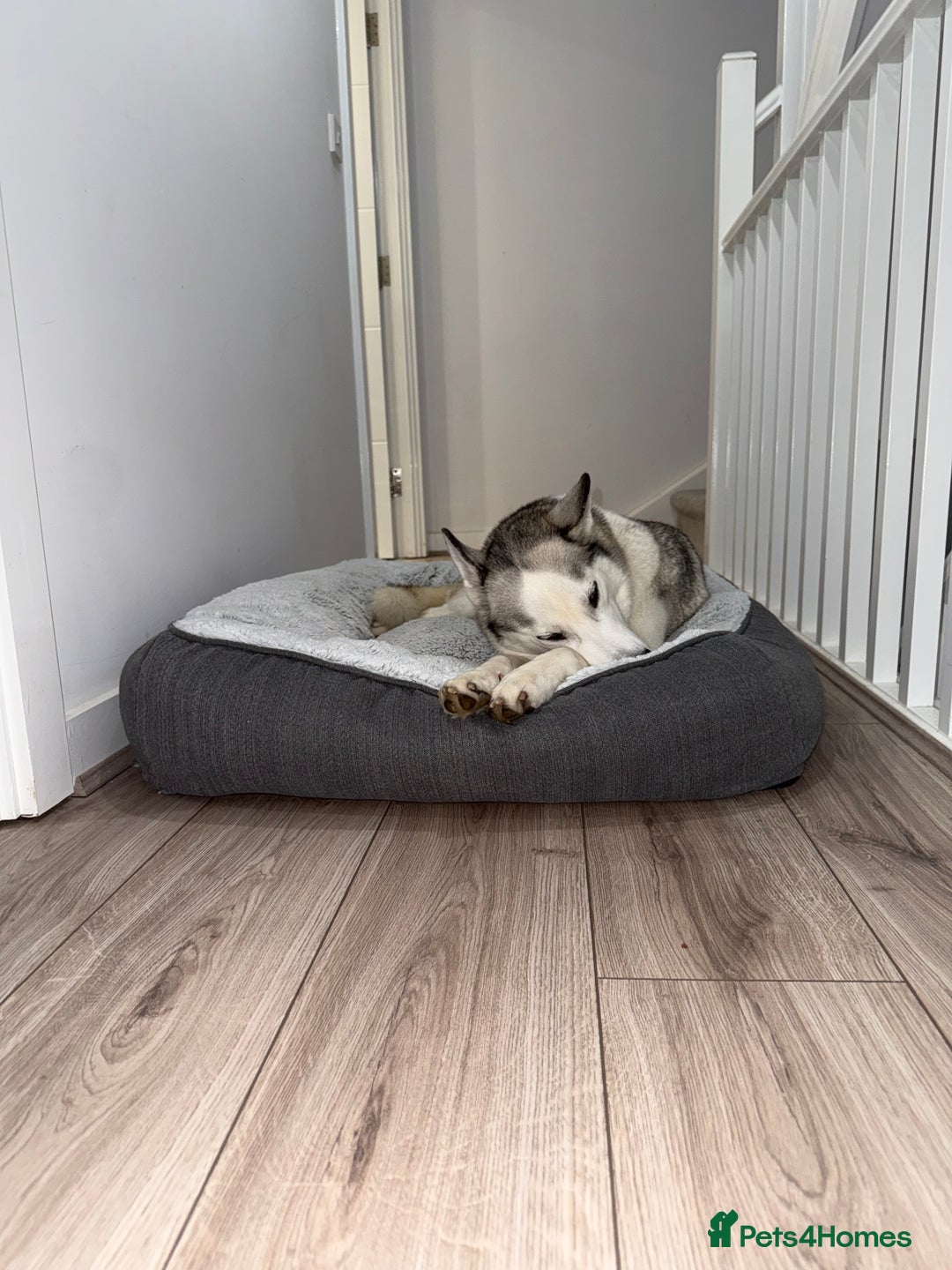 Siberian Husky dogs for sale: Siberian Husky Stormy - 2 years old  - Advert 2