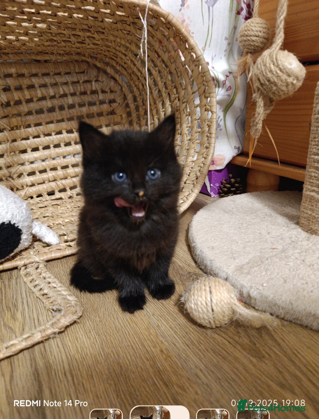 Mixed Breed cats for sale: 3 girls and a boy. - Advert 5