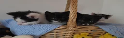 Mixed Breed cats for sale: Beautiful Kittens Looking for Loving Homes - Advert 18