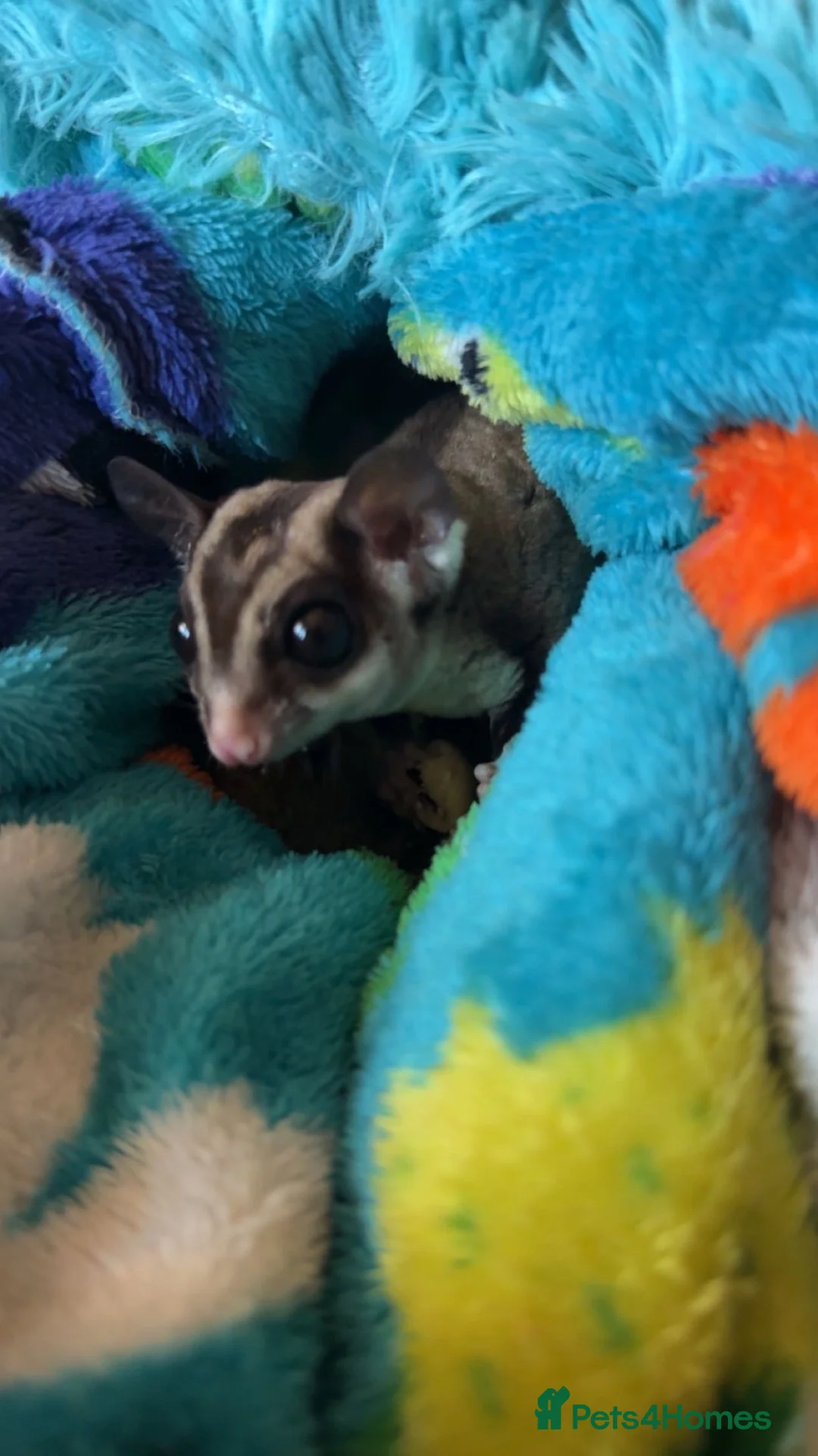 Sugar Glider rodents for sale: Two male bonded sugar gliders - Advert 2