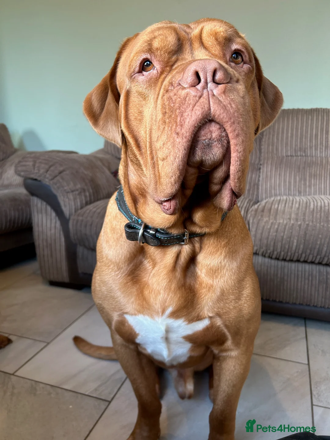 Dogue De Bordeaux dogs for sale: Gentle Giant Male Dogue de Bordeaux - Advert 2