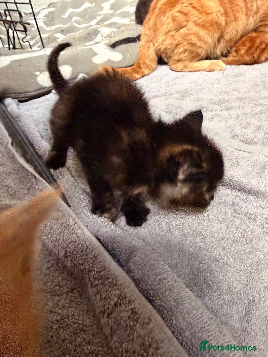 Mixed Breed cats for sale: kittens for sale Maine coon crosses  in Warminster - Advert 4