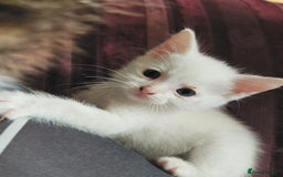 Khao Manee cats for sale: Mixed price Khao Manee kittens  - Image 13
