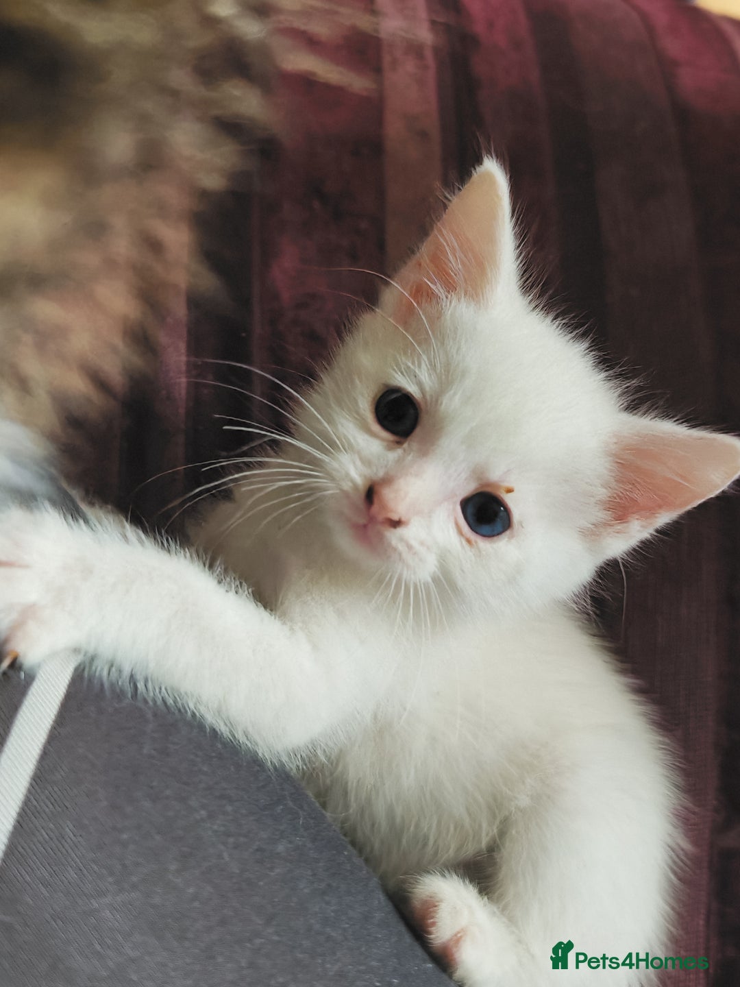 Khao Manee cats for sale: Mixed price Khao Manee kittens  - Image 13