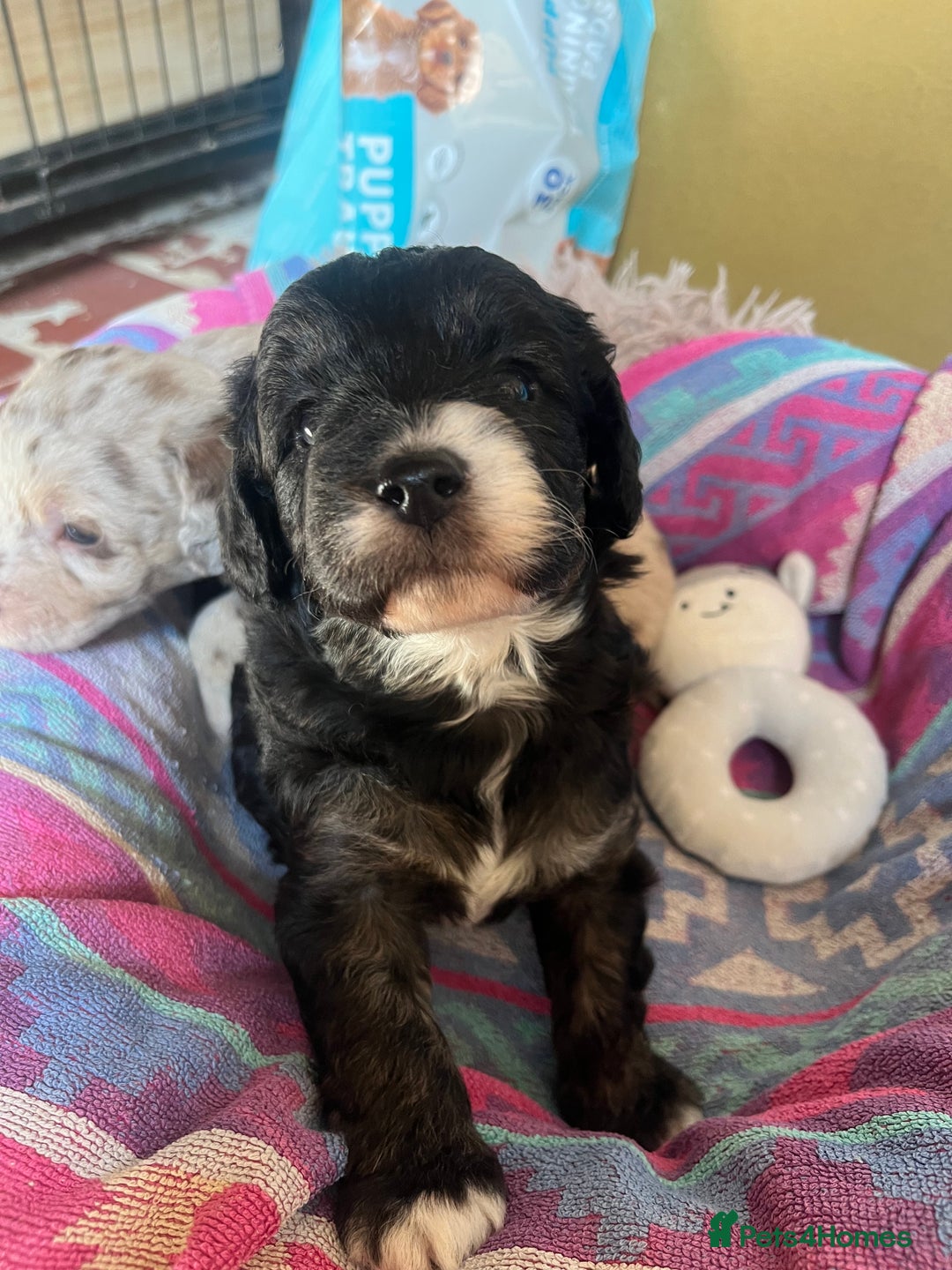 Labradoodle dogs for sale: One beautiful F1B Labradoodle puppy left!  - Image 3