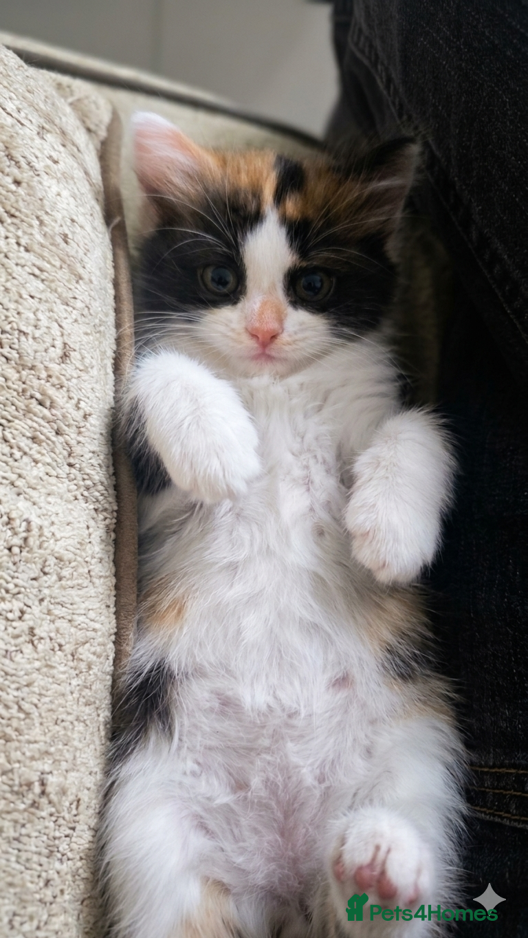 Mixed Breed cats Ragdoll mix kittens - Advert 2