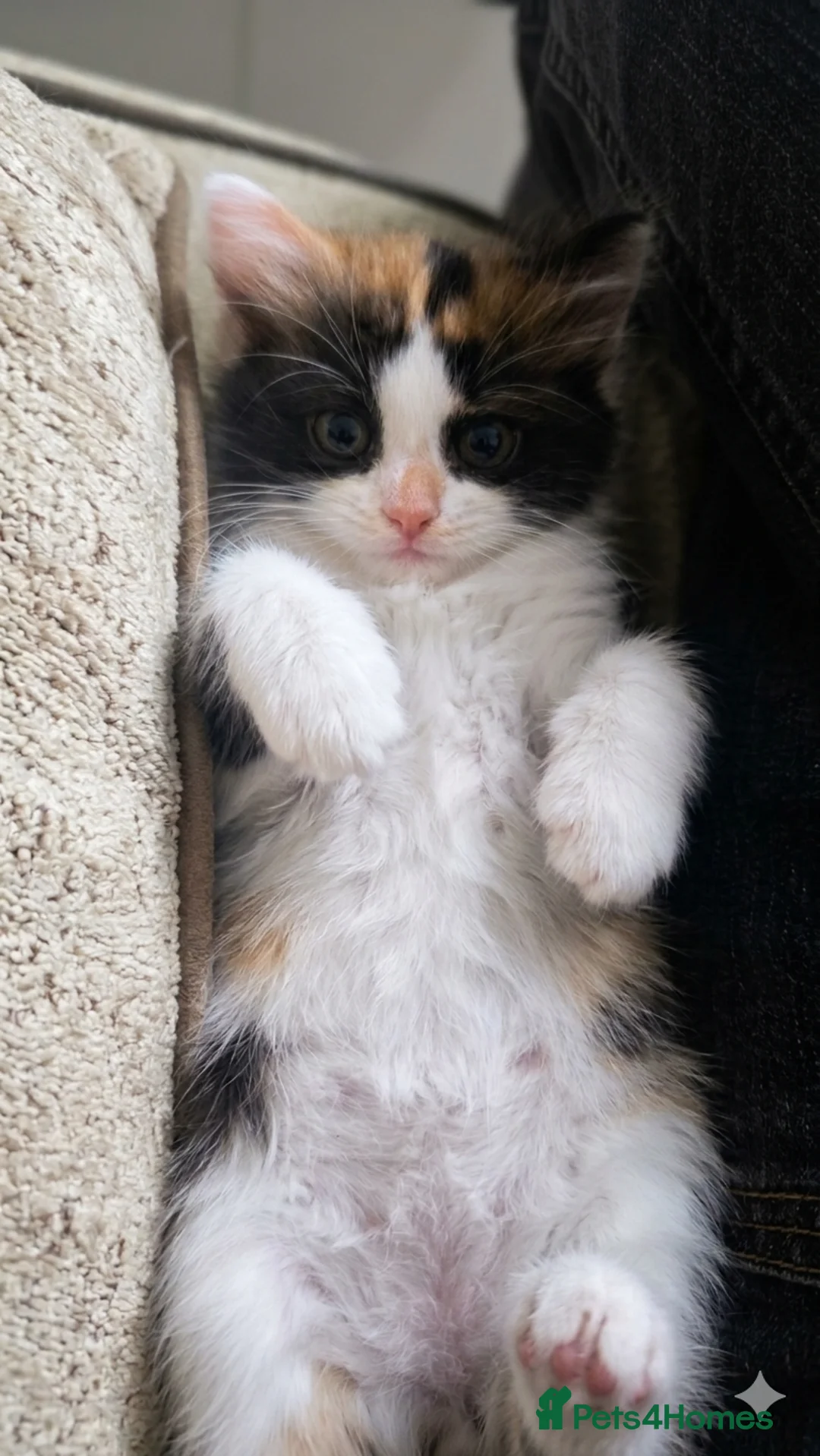 Mixed Breed cats for sale: Ragdoll mix kittens - Advert 1