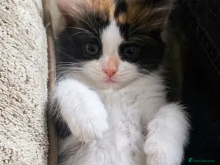 Mixed Breed cats Ragdoll mix kittens - Advert 2