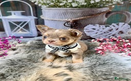 Chihuahua dogs for sale: 💜🤎 Exotic KC LC chihuahuas 🤎💜 - Image 7