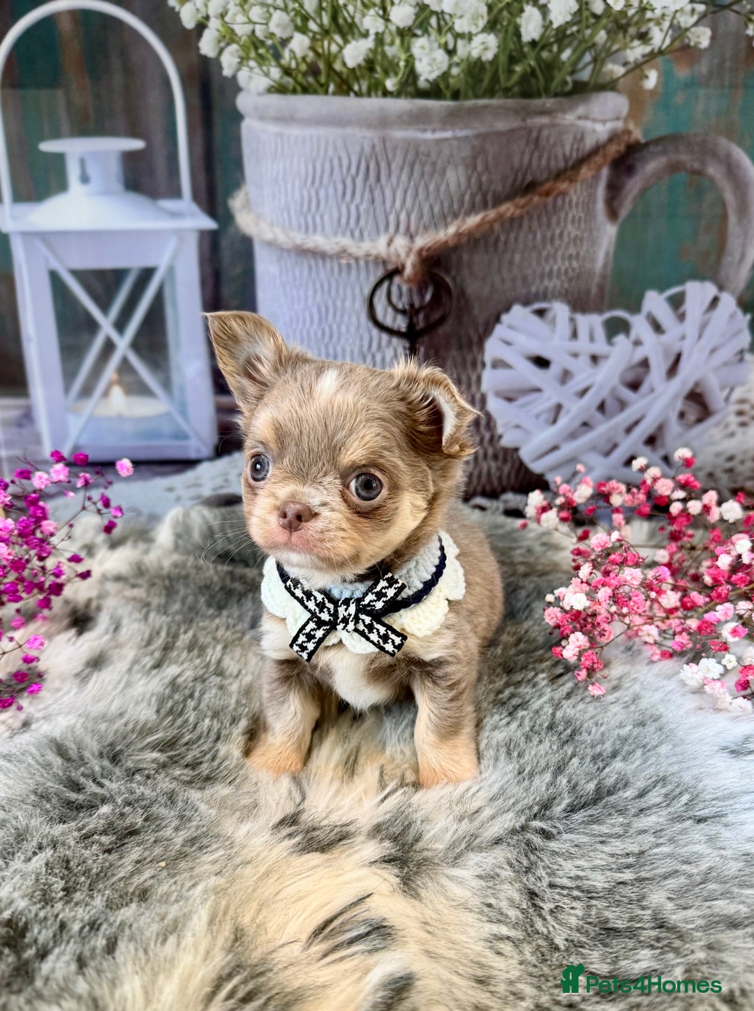 Chihuahua dogs for sale: 💜🤎 Exotic KC LC chihuahuas 🤎💜 - Image 7