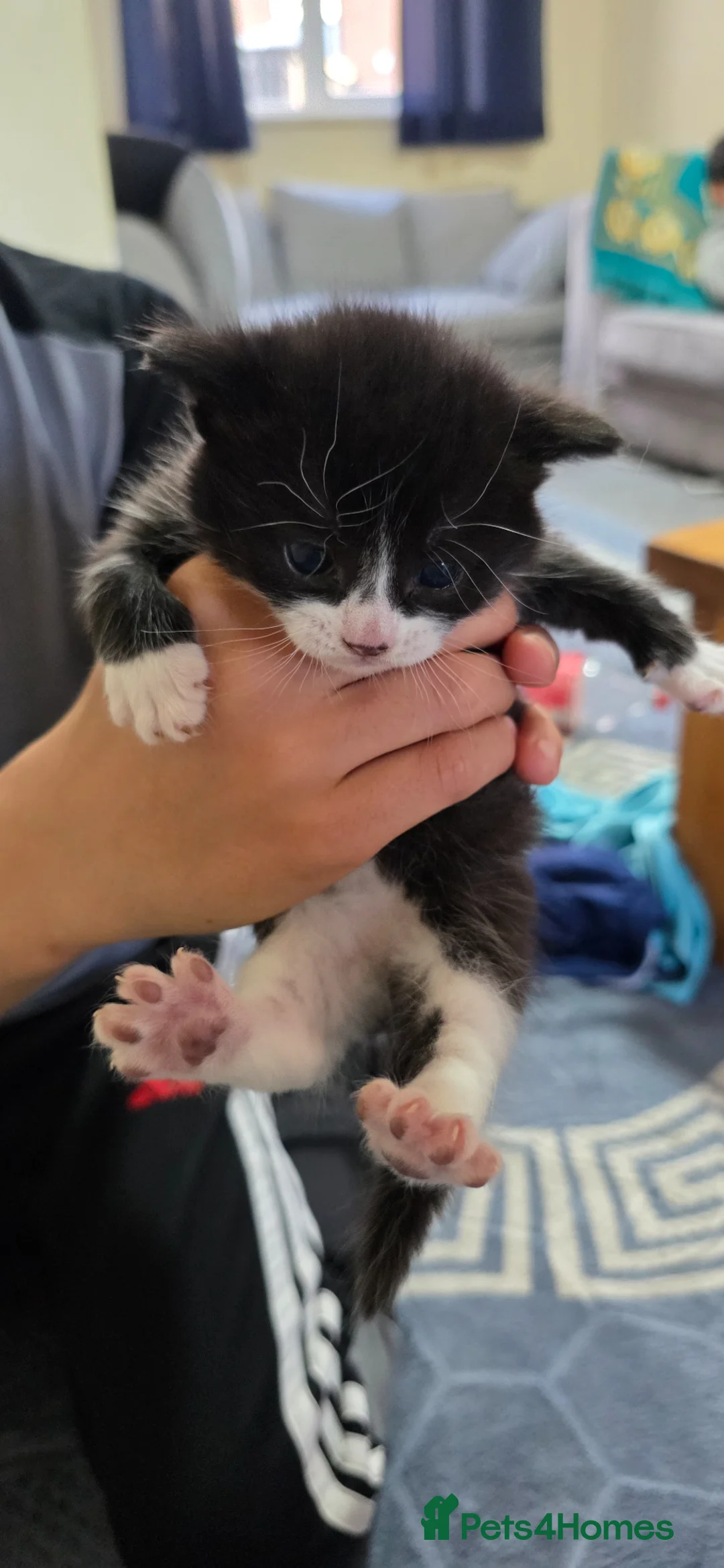 Mixed Breed cats for sale: beautiful cats in Leicester - Advert 5