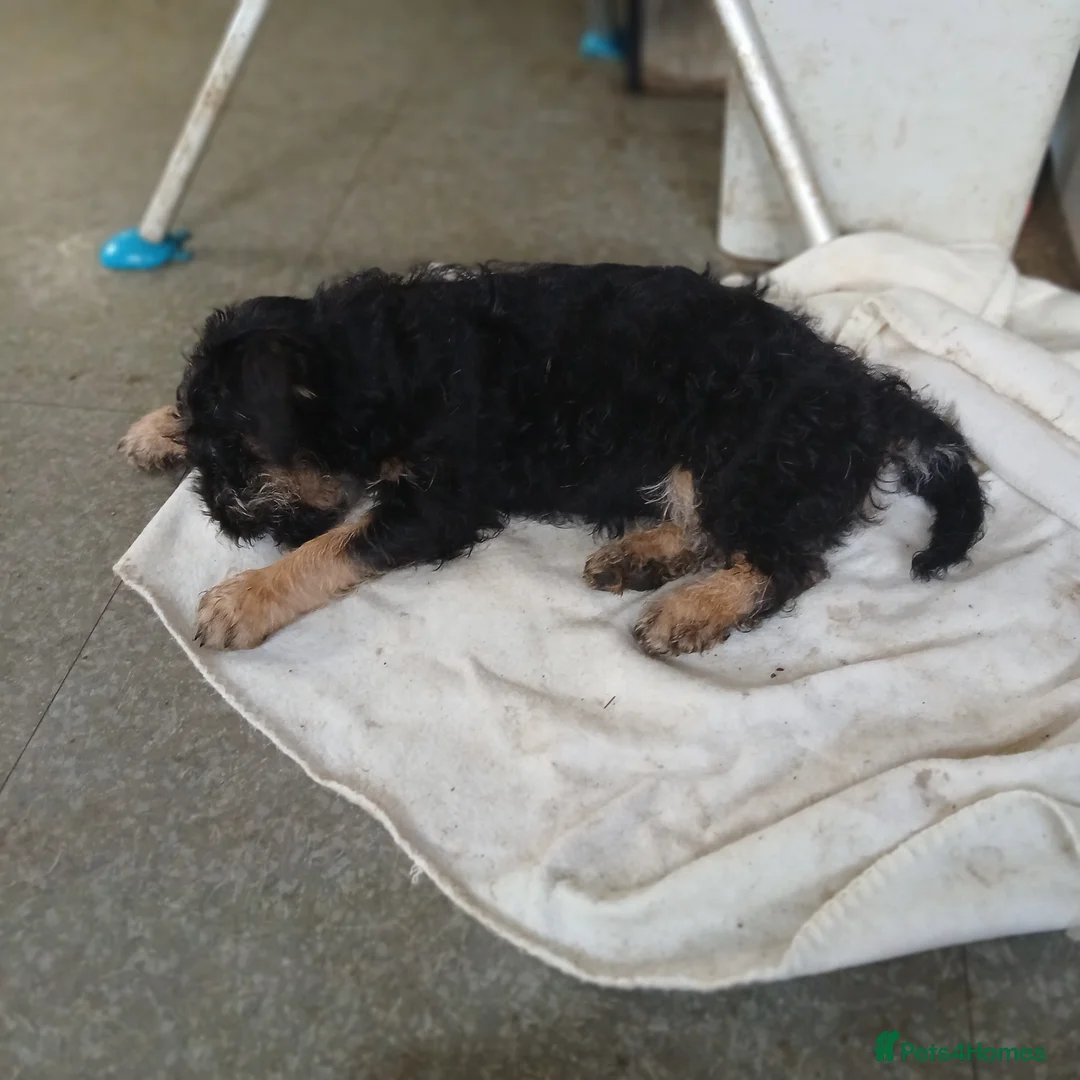 Mixed Breed dogs for sale: FRENCHIE POOS in Durham - Advert 9