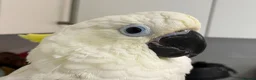 Cockatoo birds for sale: Triton Cockatoo - Beautiful Tame Trained & Social  in Stroud - Advert 4